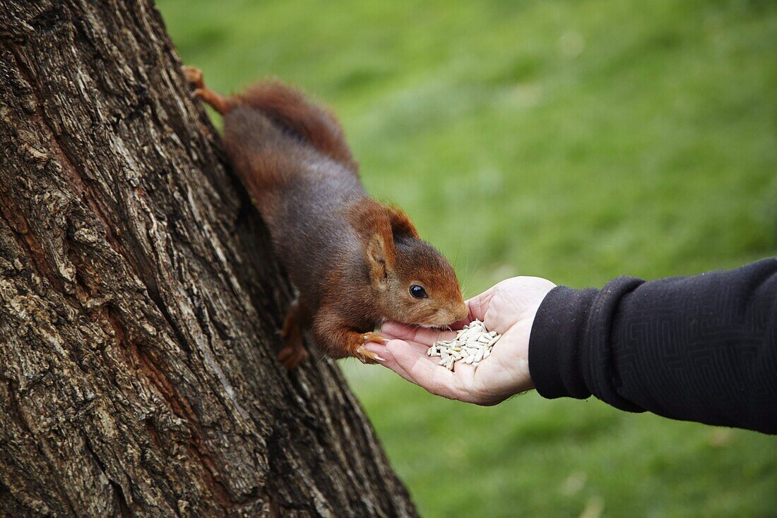 Feeding red squirrel in Parque del Retiro, Madrid, Spain, Europe