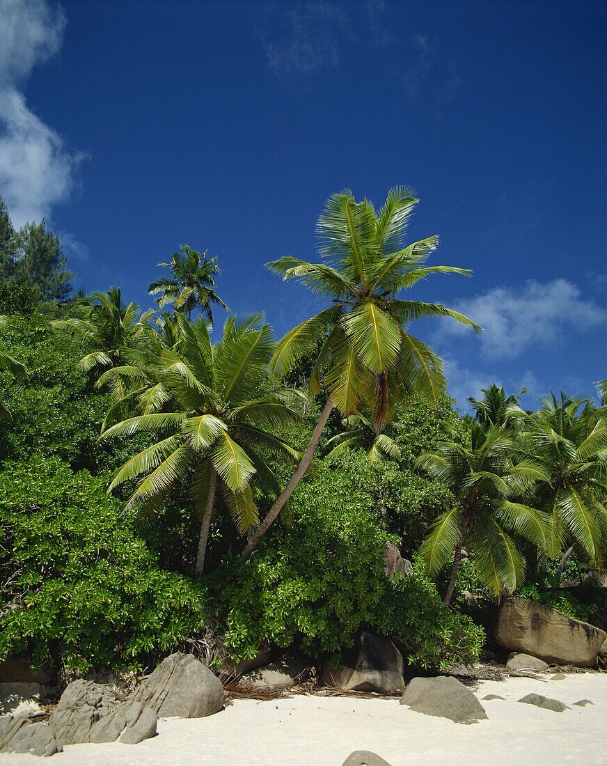 Grand Anse, La Digue, Seychelles, Indian Ocean, Africa