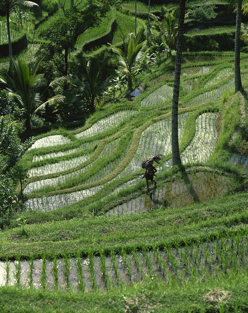 A farmer walking through lush rice terraces on Bali, Indonesia, Southeast Asia, Asia