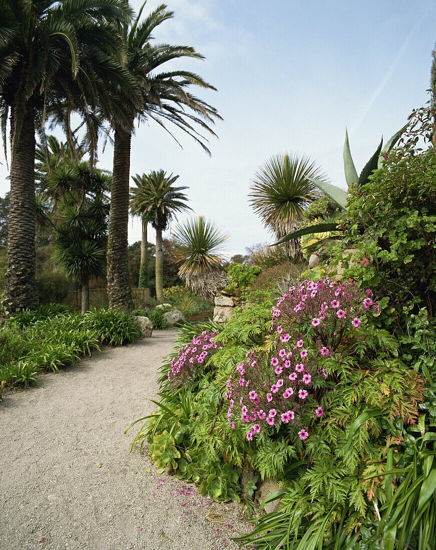 Abbey Gardens, Tresco, Isles of Scilly, United Kingdom, Europe