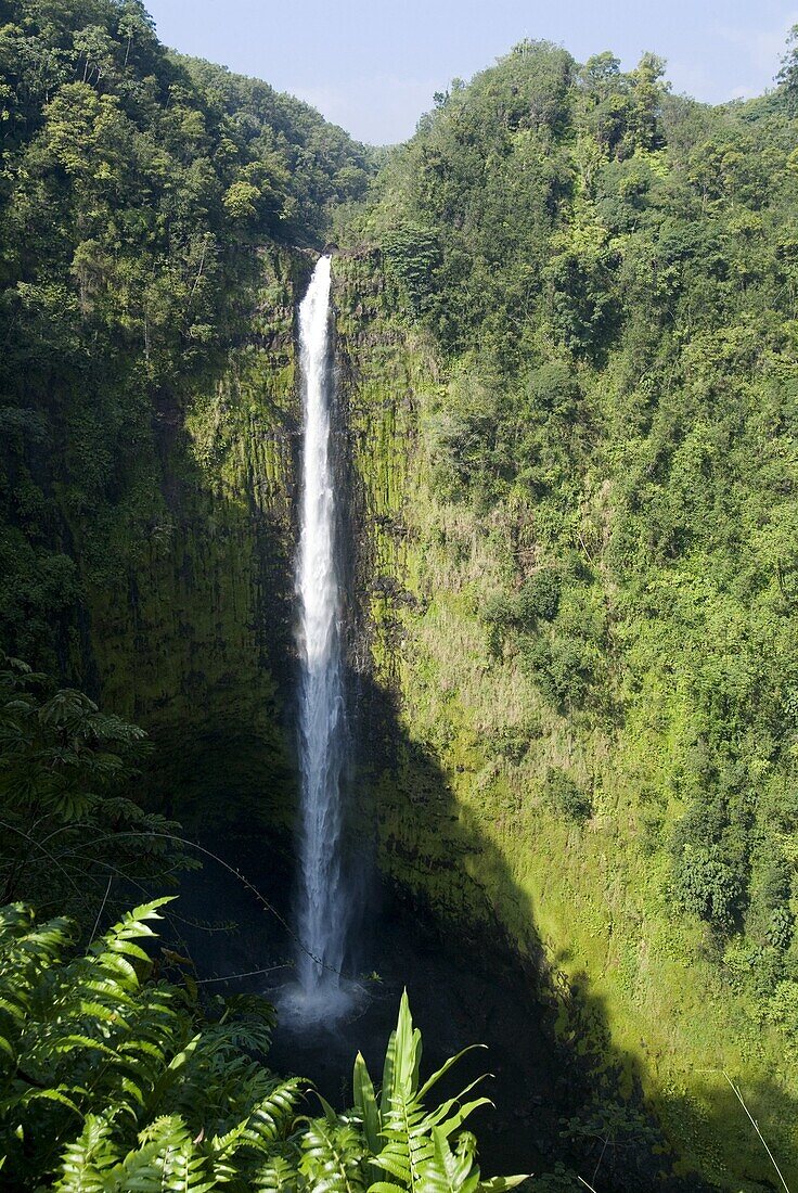 Akaka Falls, the Island of Hawaii (Big Island), Hawaii, United States of America, North America