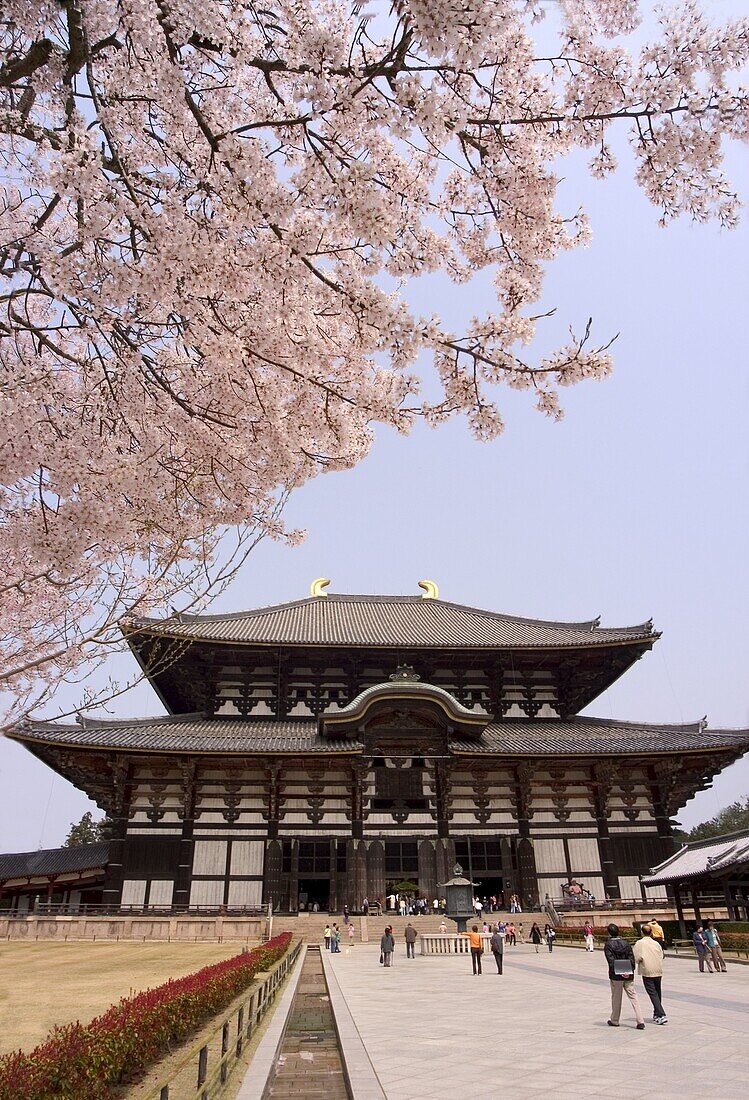 Cherry blossoms, The Great Buddha Hall, Todaiji temple, Nara, UNESCO World Heritage Site, Honshu island, Japan, Asia
