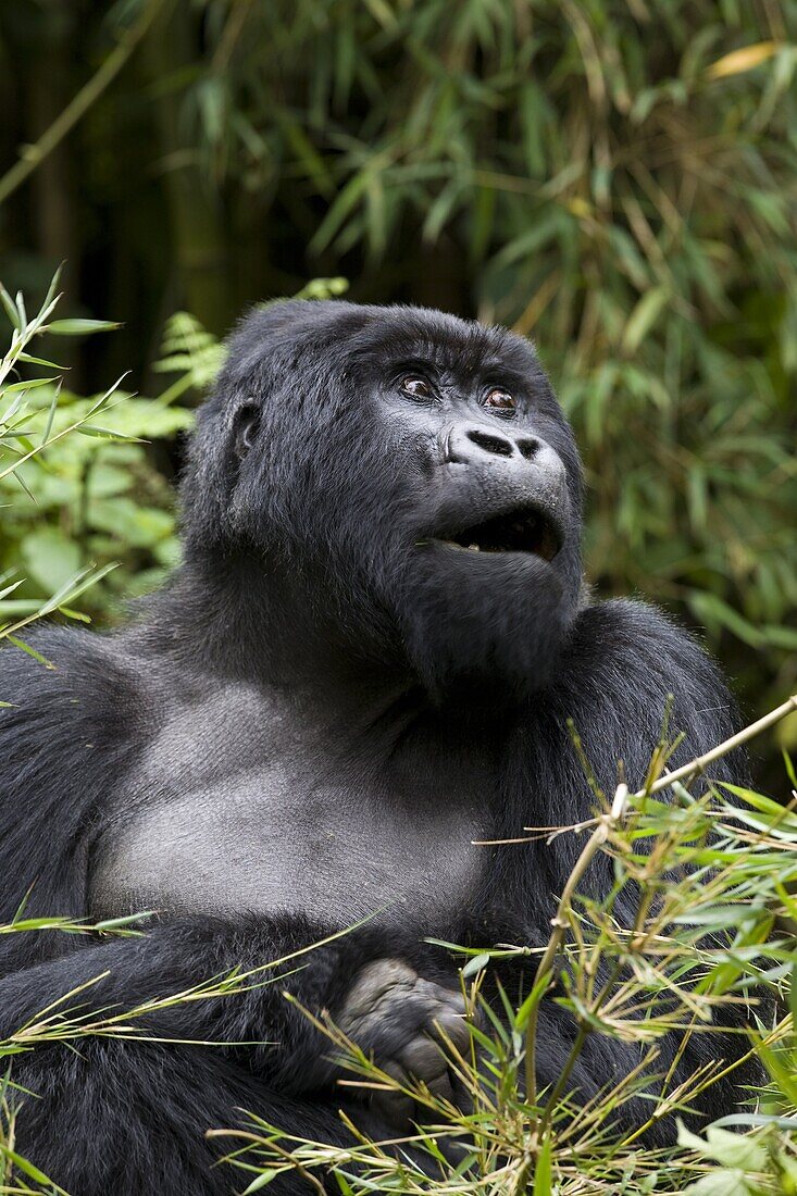 Silverback, mountain gorilla (Gorilla gorilla beringei), Rwanda (Congo border), Africa