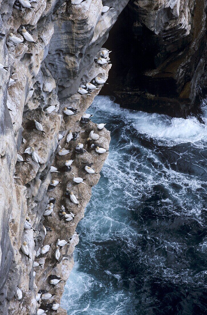 Gannets nesting on cliffs of Noss National Nature Reserve, (home to 10000 birds in summer), Noss, Shetland Islands, Scotland, United Kingdom, Europe