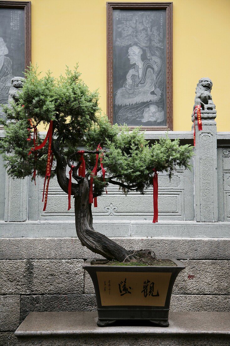 Tree with prayer ribbons, Jade Buddha temple, Shanghai, China, Asia