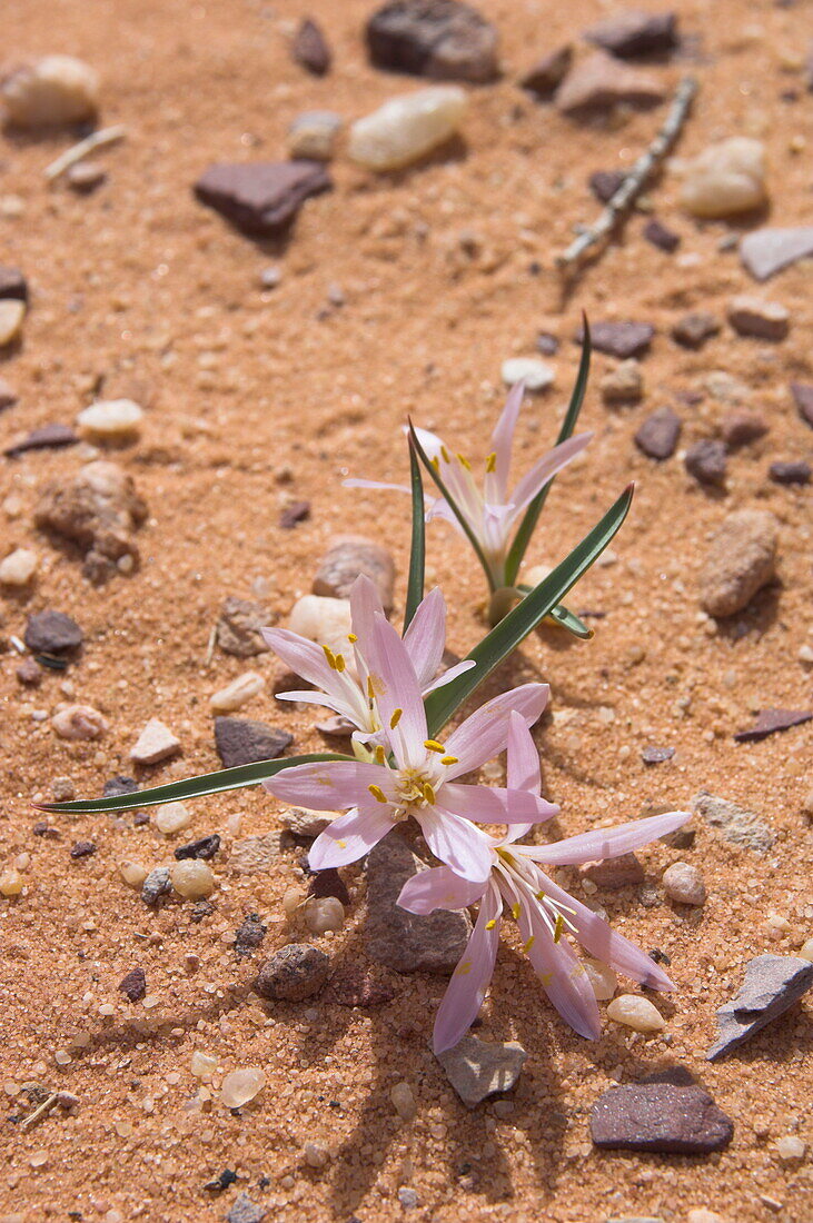 Close up of a colchicum crocus, desert flower, Wadi Rum, Jordan, Middle East