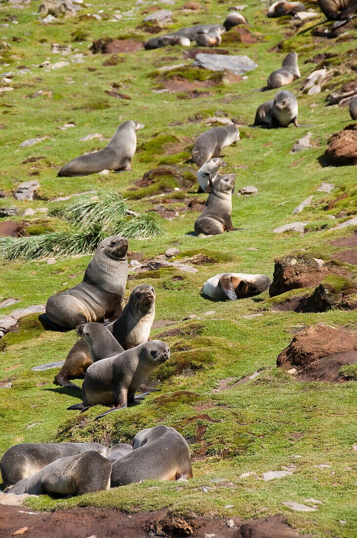 Fur seals, Moltke Harbour, Royal Bay, South Georgia, South Atlantic