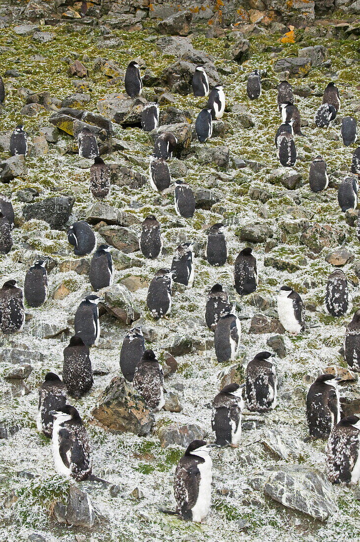 Moulting chinstrap penguins, Hannah Point, Livingstone Island, South Shetland Islands, Polar Regions