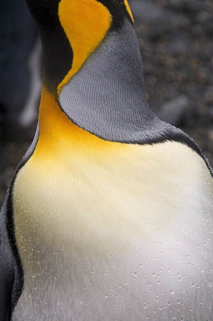 King penguin, Salisbury Plain, South Georgia, South Atlantic