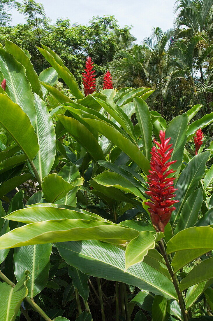 Ginger, Costa Rica, Central America