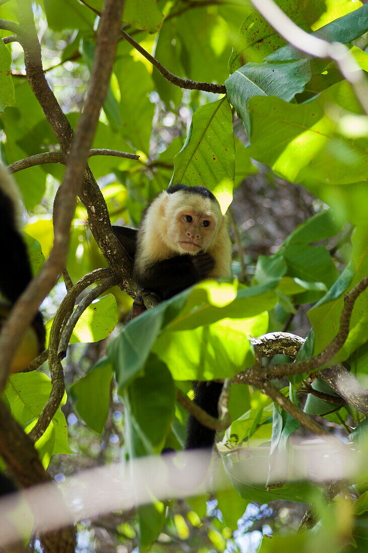 Capuchin or white faced monkey, Manuel Antonio Nature Reserve, Manuel Antonio, Costa Rica, Central America