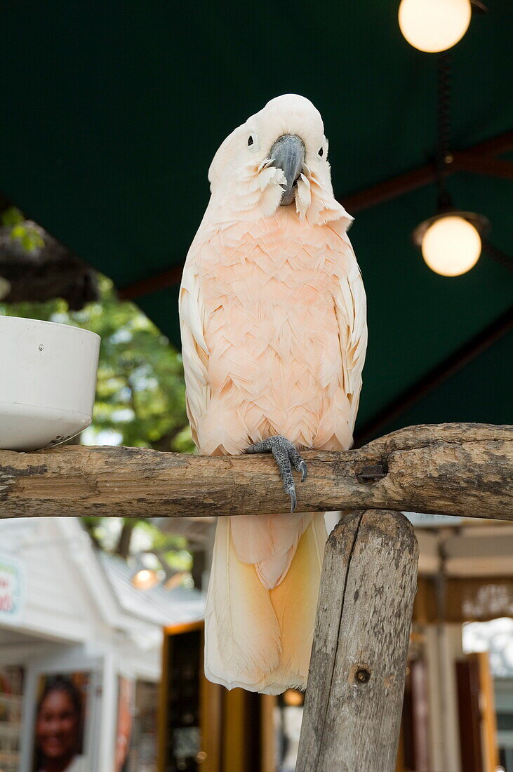Parrot in cafe, Duval Street, Key West, Florida, United States of America, North America