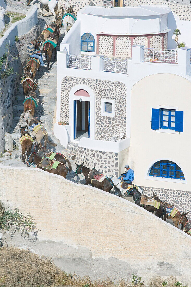 People riding mules up a stairway, Oia, Santorini, Cyclades Islands, Greek Islands, Greece, Europe