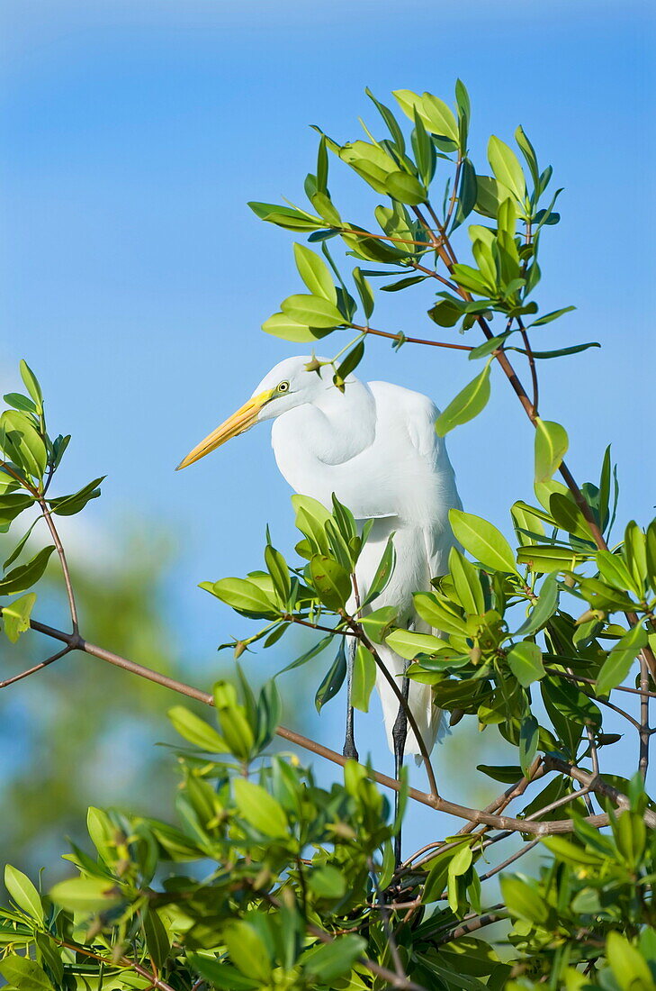 Great Egret (Casmerodius albus) on a tree, Sanibel Island, J. N. Ding Darling National Wildlife Refuge, Florida, United States of America, North America