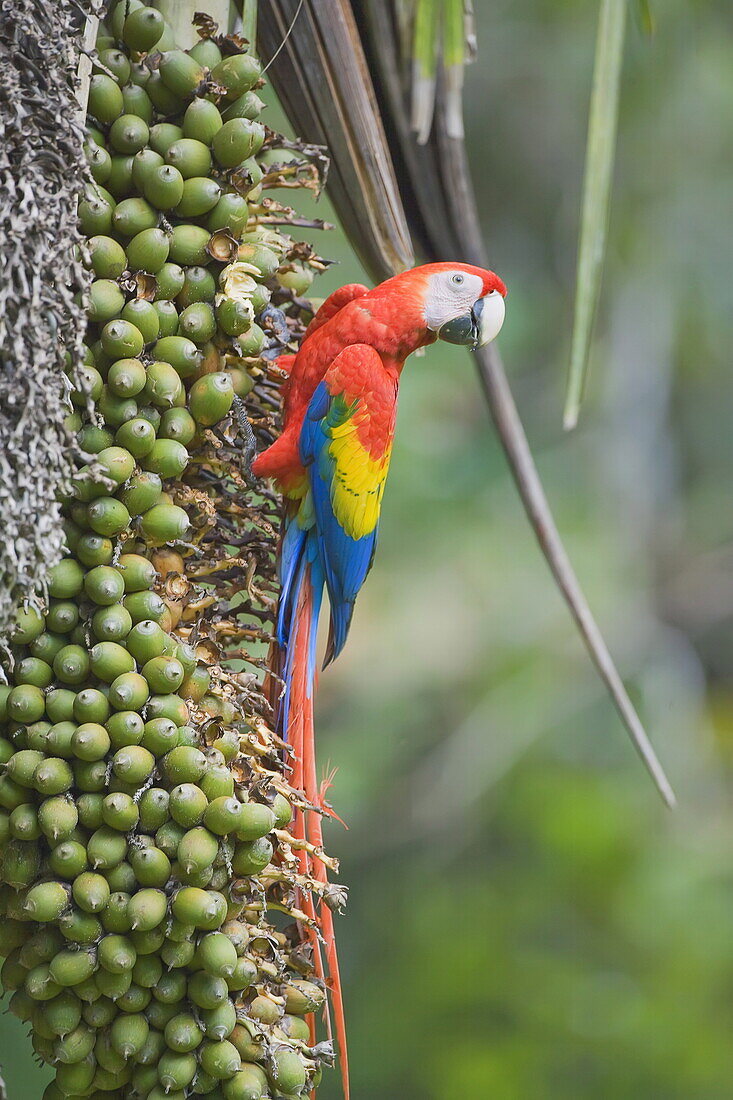 Scarlet macaw (Ara macao), Corcovado National Park, Osa Peninsula, Costa Rica, Central America