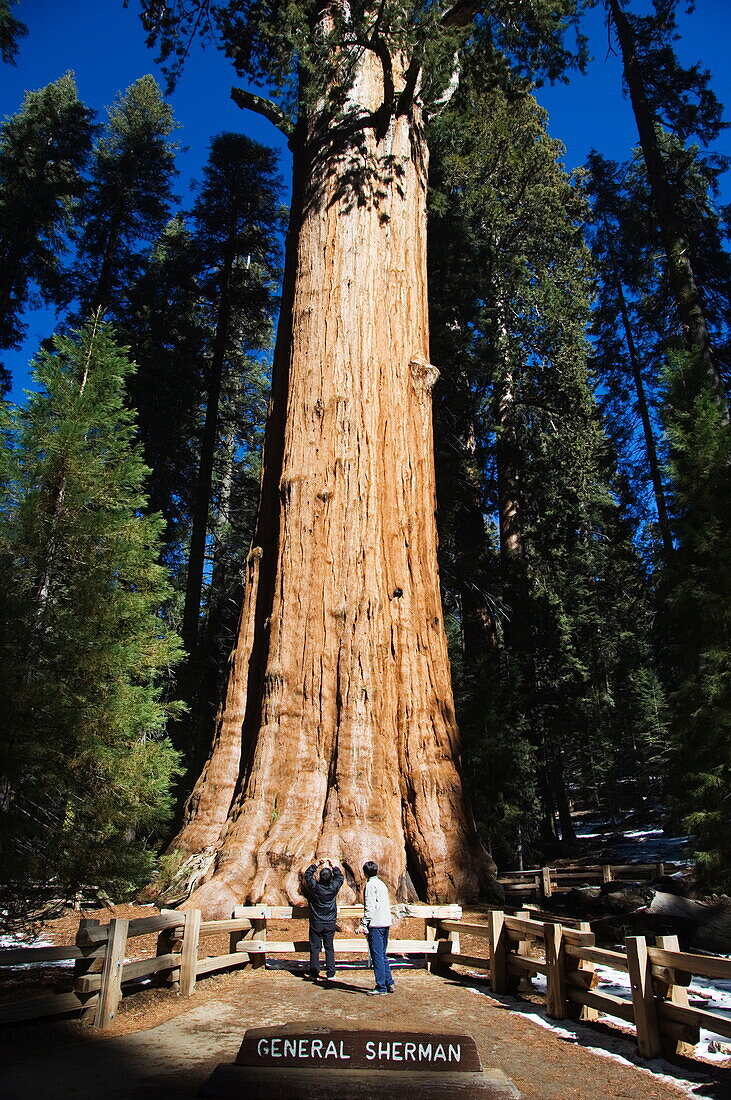 Tourists dwarfed by the General Sherman Sequoia Tree, largest in the world by volume, Sequoia National Park, California, United States of America, North America