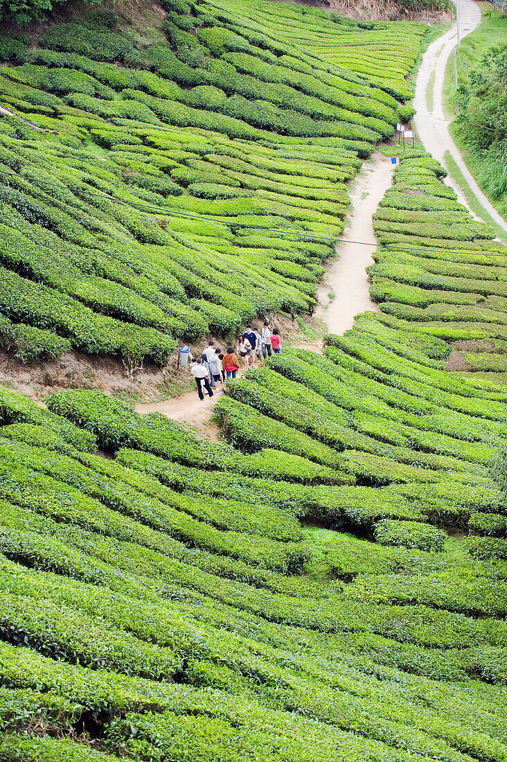 Tourist walking in a tea plantation, BOH Sungai Palas Tea Estate, Cameron Highlands, Perak state, Malaysia, Southeast Asia, Asia