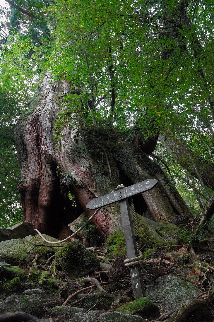 Sugi Cedar tree, Yaku-shima (Yaku Island), Kyushu, Japan, Asia