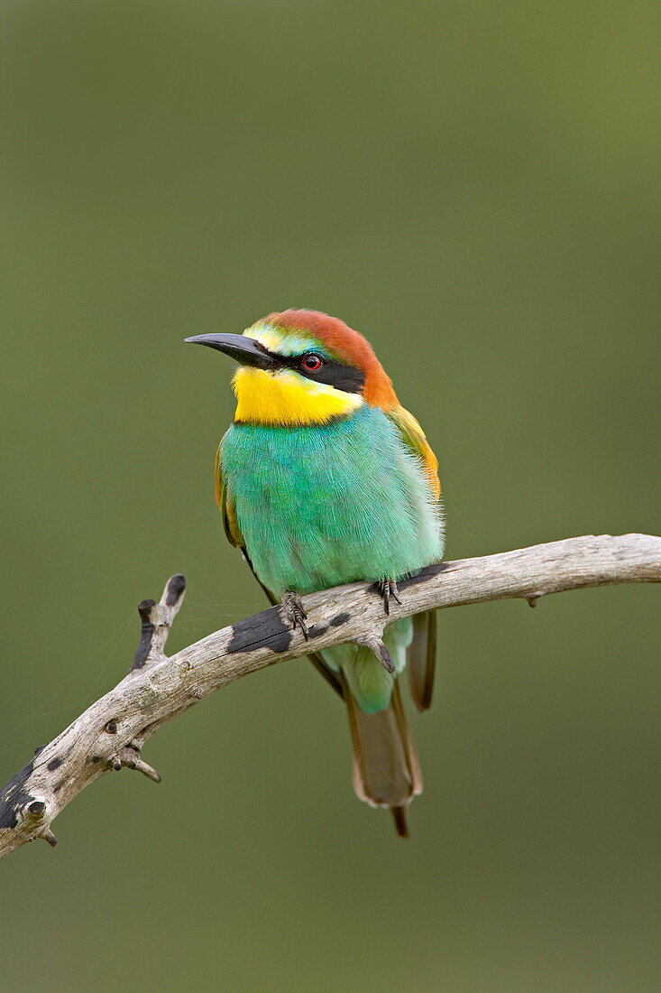European bee-eater or golden-backed bee-eater (Merops apiaster), Kruger National Park, South Africa, Africa