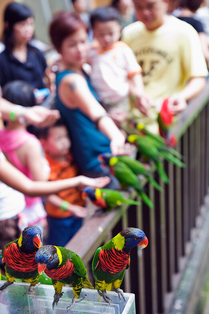 Children feeding parakeets in World of Parrots, KL Bird Park, Kuala Lumpur, Malaysia, Southeast Asia, Asia