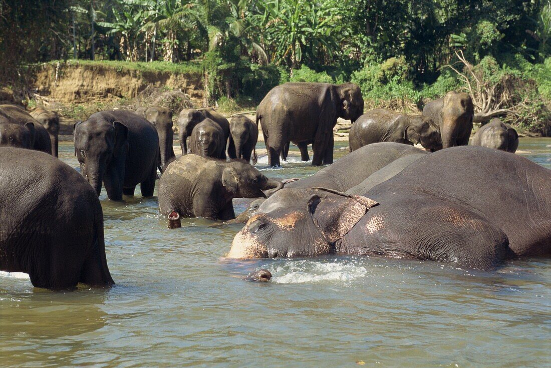 Elephants being washed near the Elephant Orphanage, Pinnawela, Sri Lanka, Asia