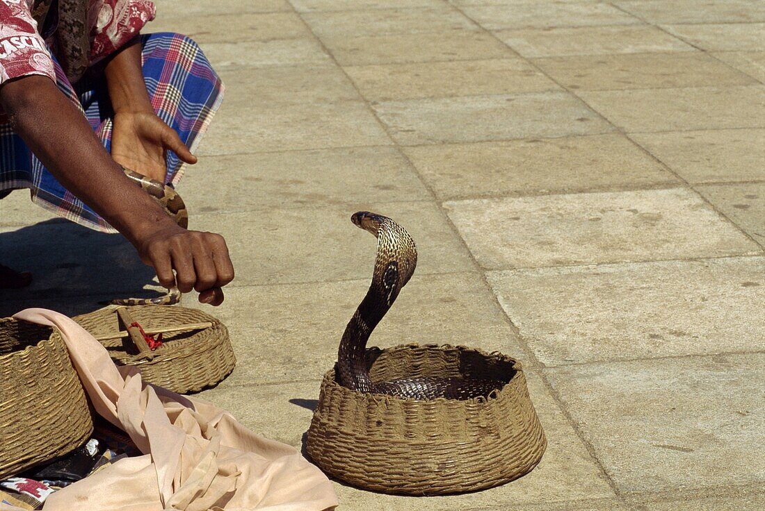 Snake charmer on the waterfront, Colombo, Sri Lanka, Asia