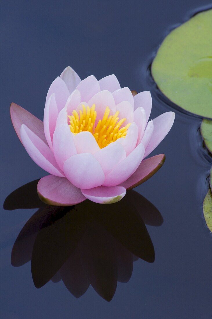 Pink waterlilies (nymphaea) in the Quinto de Palhero Ferreiro (Blandy's Garden), Madeira, Portugal, Europe