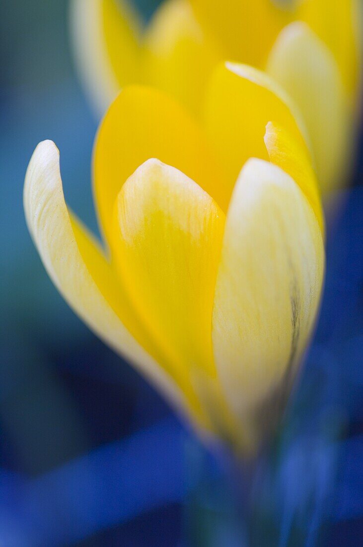 A close-up of a bright yellow crocus in early spring, United Kingdom, Europe