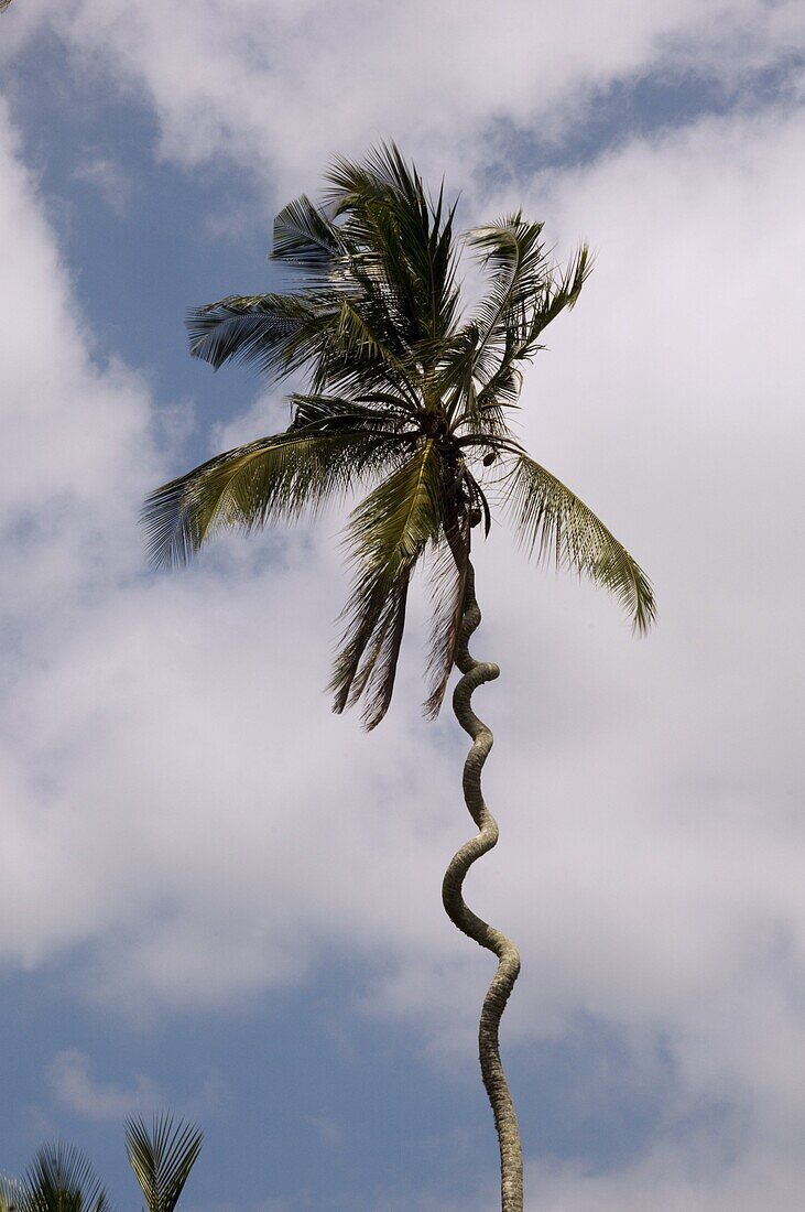 A corkscrew palm tree, Zanzibar, Tanzania, East Africa, Africa
