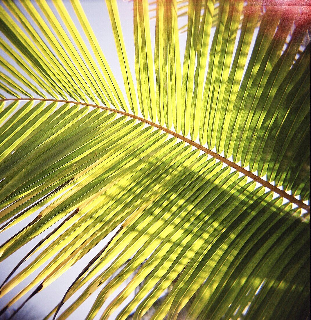 Green palm leaves captured against the sky with sunlight streaming through, Jambiani, Zanzibar, Tanzania, East Africa, Africa