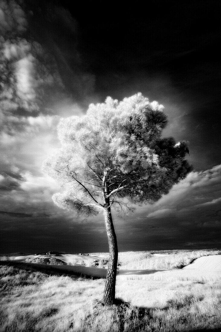 Infra red image of a tree against dark evening sky, near Pienza, Tuscany, Italy, Europe