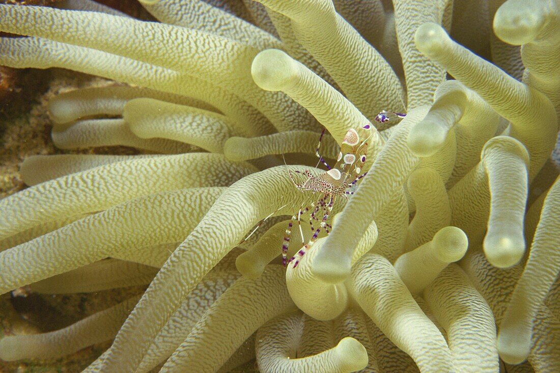 Spotted cleaner shrimp in giant anemone, Bonaire, Caribbean Sea, Central America