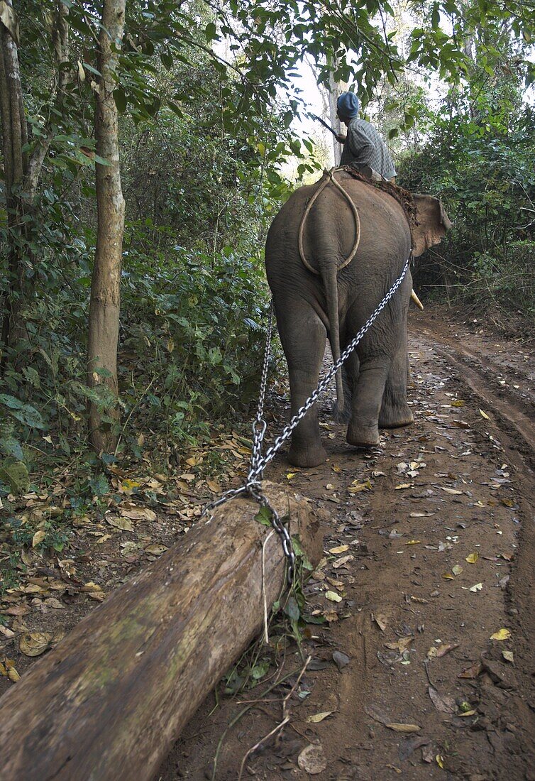Elephant at work towing teak logs in forest, near Lebin, Shan State, Myanmar (Burma), Asia