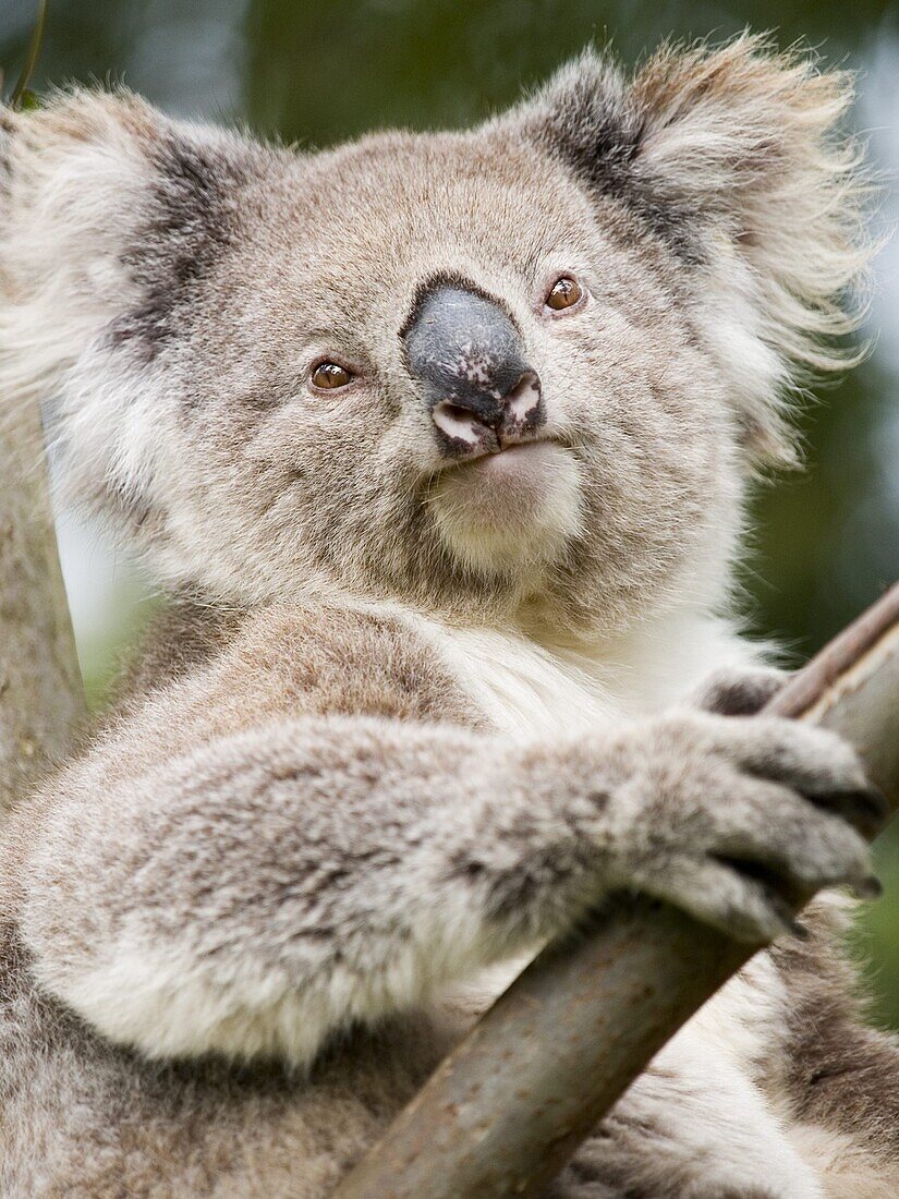 Koala, Ottway National Park, Victoria, Australia, Pacific