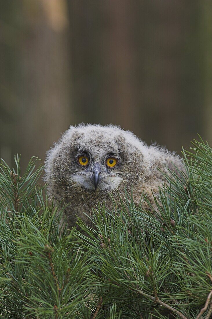 European eagle owl chick, Bubo bubo, five weeks old, captive, United Kingdom, Europe