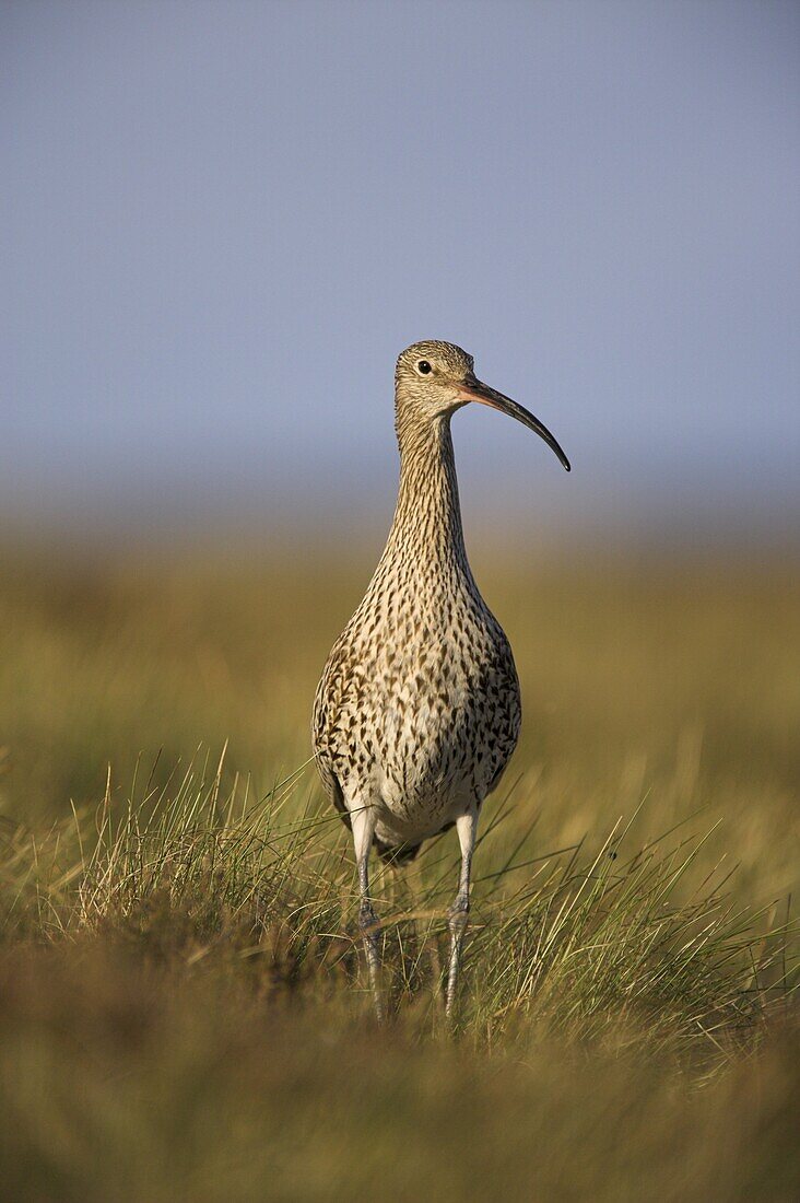 Curlew (Numenius arquata), Upper Teesdale, England, United Kingdom, Europe