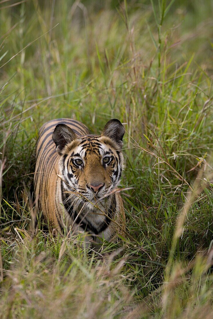 Indian tiger (Bengal tiger) (Panthera tigris tigris), Bandhavgarh National Park, Madhya Pradesh state, India, Asia