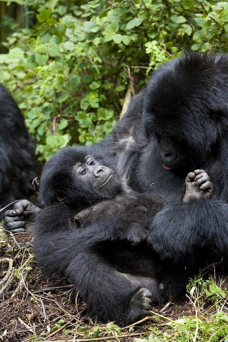 Mountain gorillas (Gorilla gorilla beringei) playing, Rwanda (Congo border), Africa