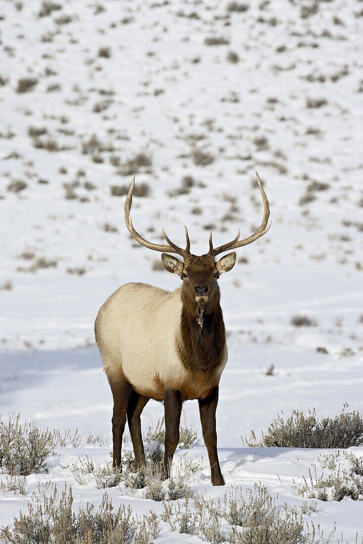 Bull elk (Cervus canadensis) in snow, Yellowstone National Park, Wyoming, United States of America, North America