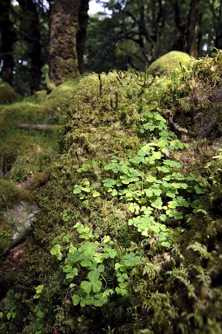 Shamrock growing in an ancient oak forest, County Kerry, Munster, Republic of Ireland, Europe