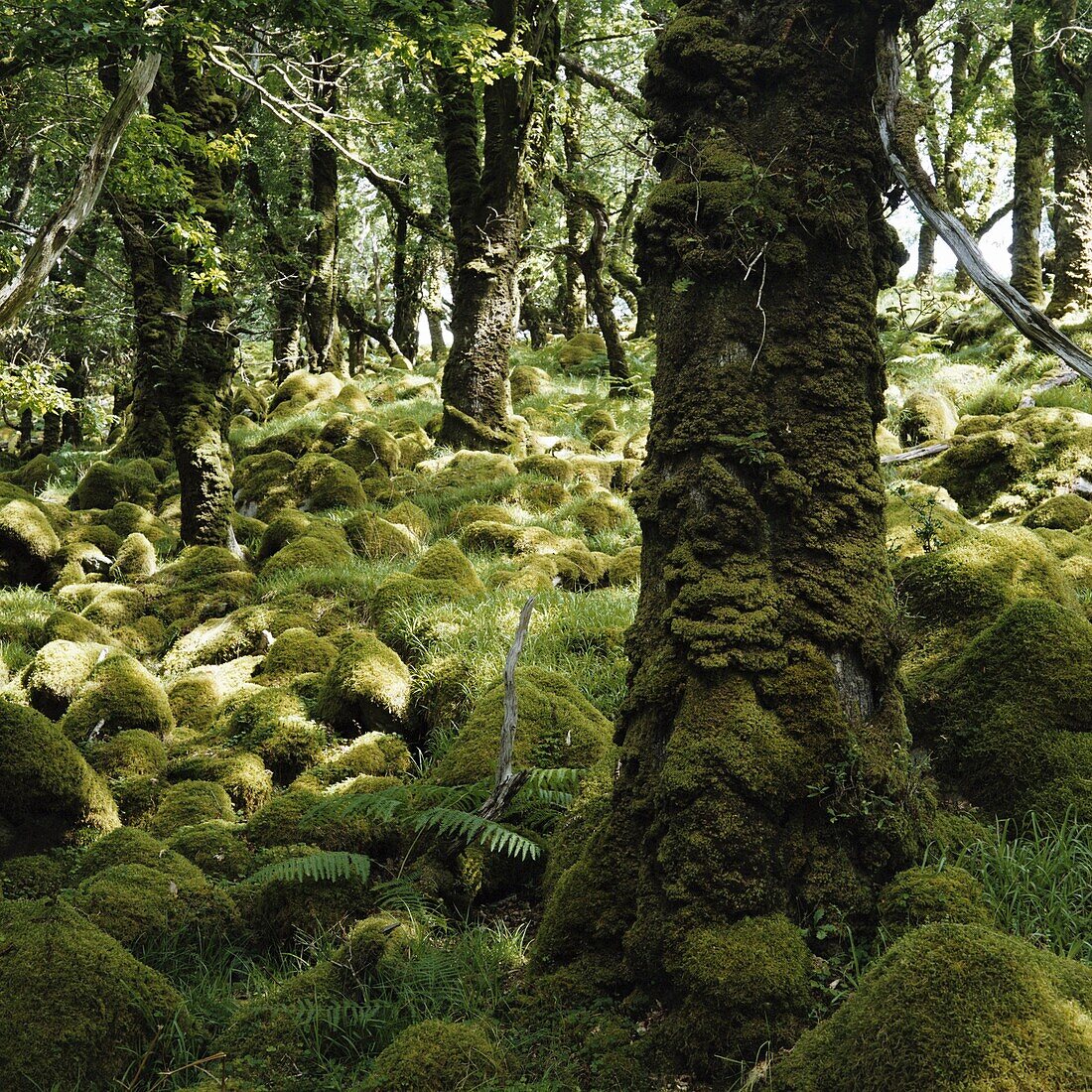 Derrycunnihy Oak Woods, County Kerry, Munster, Republic of Ireland (Eire), Europe