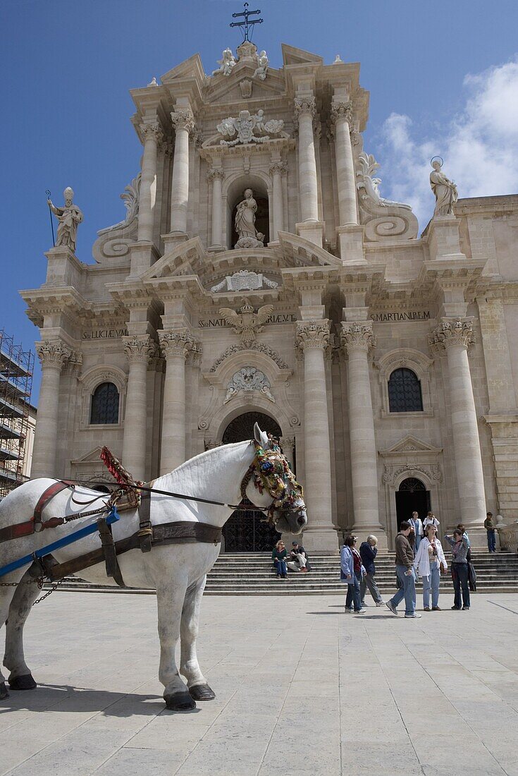 Horse in front of the cathedral, Piazza Duomo, Ortygia, Syracuse, Sicily, Italy, Europe