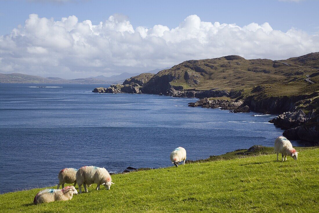 Sheep grazing by rugged coastline of Coulagh Bay between Urhin and Allihies on Ring of Beara tourist route, Knocknagallaun, Beara Peninsula, County Cork, Munster, Republic of Ireland, Europe