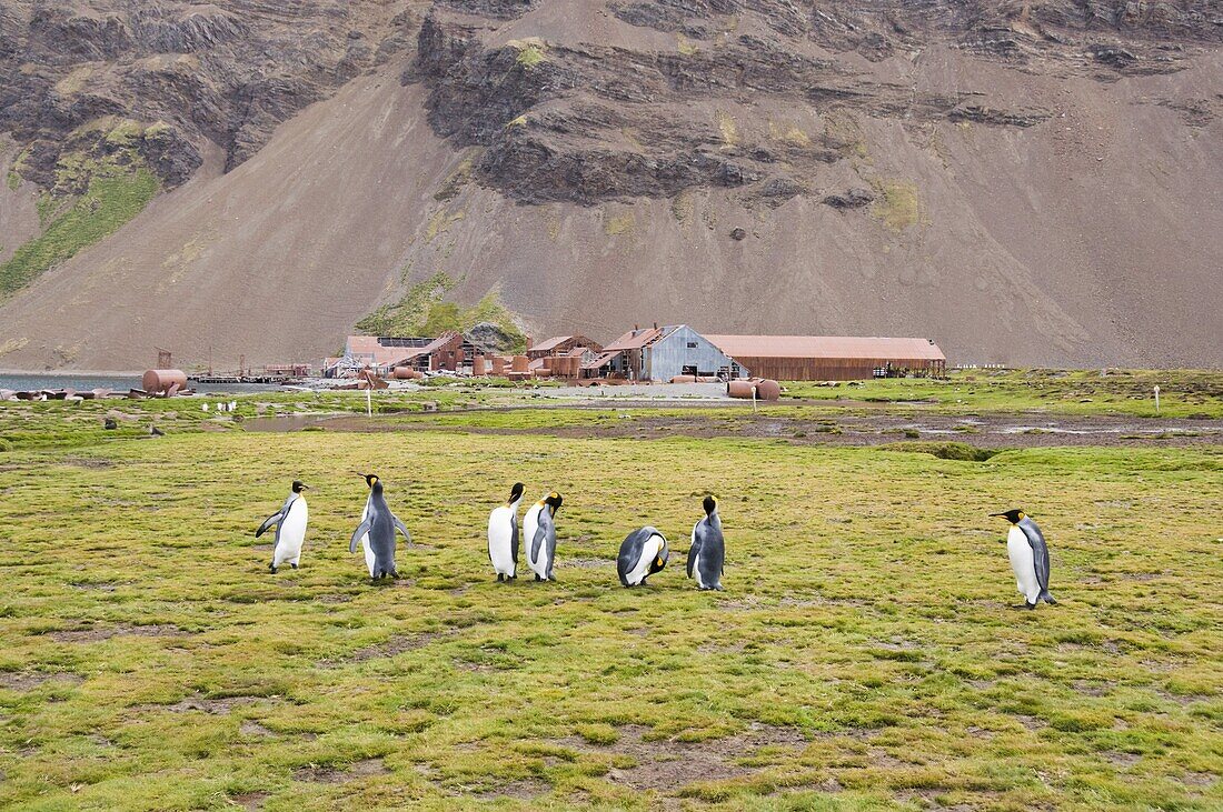 King Penguins in front of Old Whaling station at Stromness Bay, South Georgia, South Atlantic