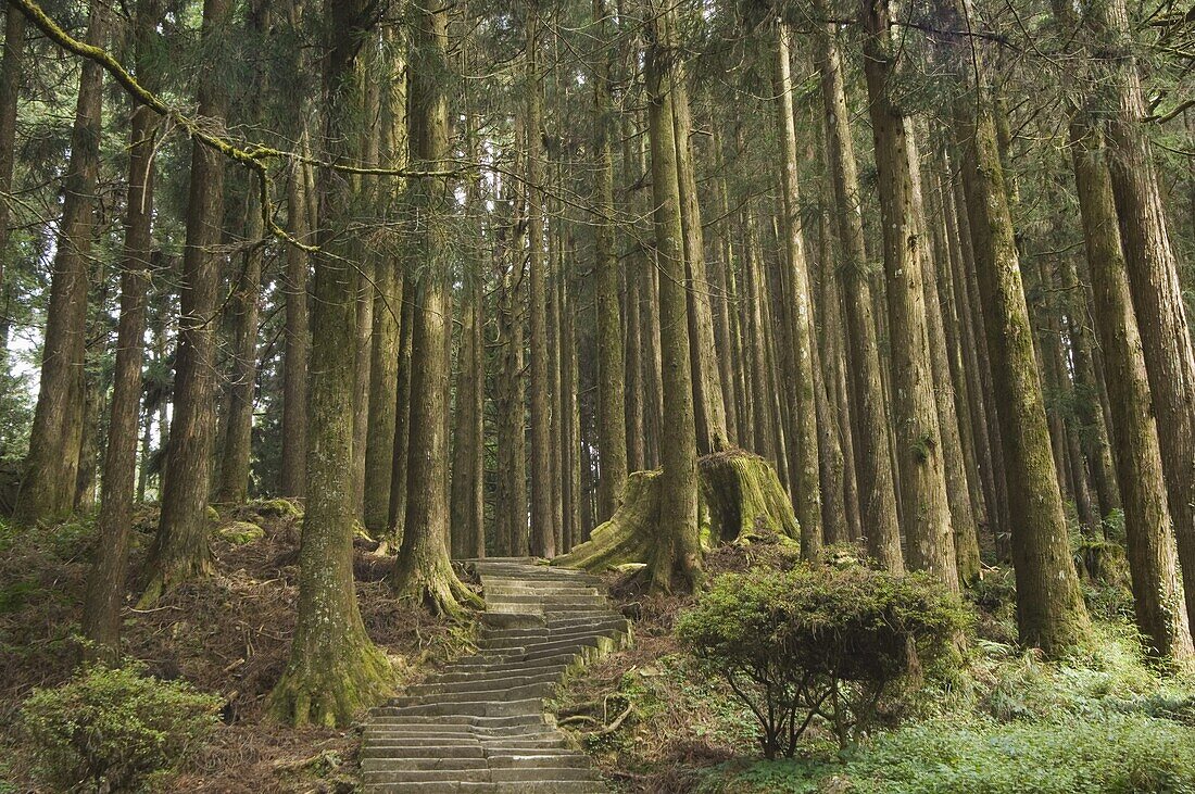 Cedar forest, Alishan National Forest recreation area, Chiayi County, Taiwan, Asia