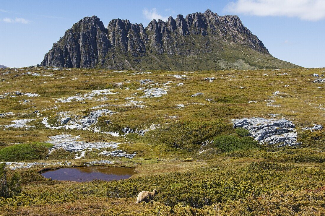 Peaks of Cradle Mountain, 1545m, on the Overland Track, Cradle Mountain Lake St. Clair National Park, part of Tasmanian Wilderness, UNESCO World Heritage Site, Tasmania, Australia, Pacific