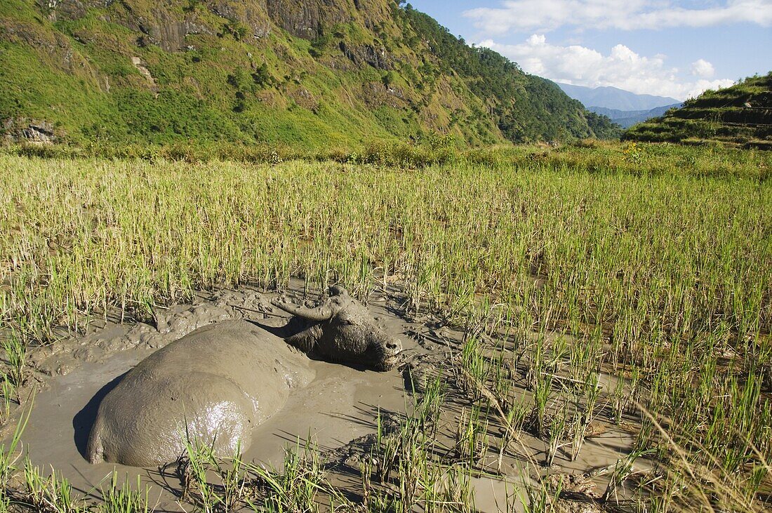 Water buffalo in mud pool in rice field, Sagada Town, The Cordillera Mountains, Benguet Province, Luzon, Philippines, Southeast Asia, Asia