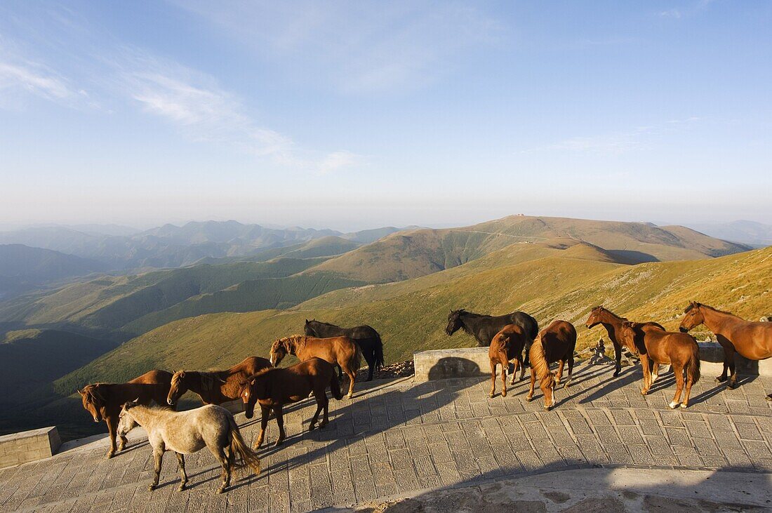 Horses roaming free, Wutaishan (Five Terrace Mountain) one of China's sacred Buddhist mountain ranges, Shanxi province, China, Asia