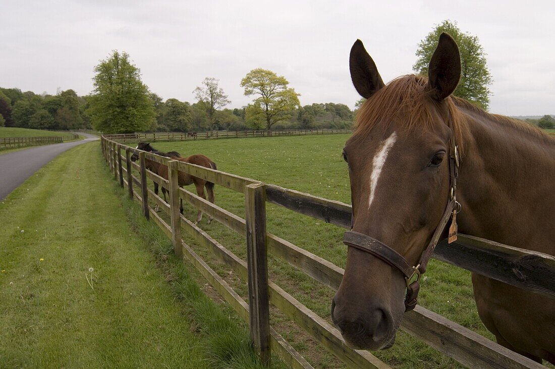 County Kilkenny, Leinster, Republic of Ireland (Eire), Europe