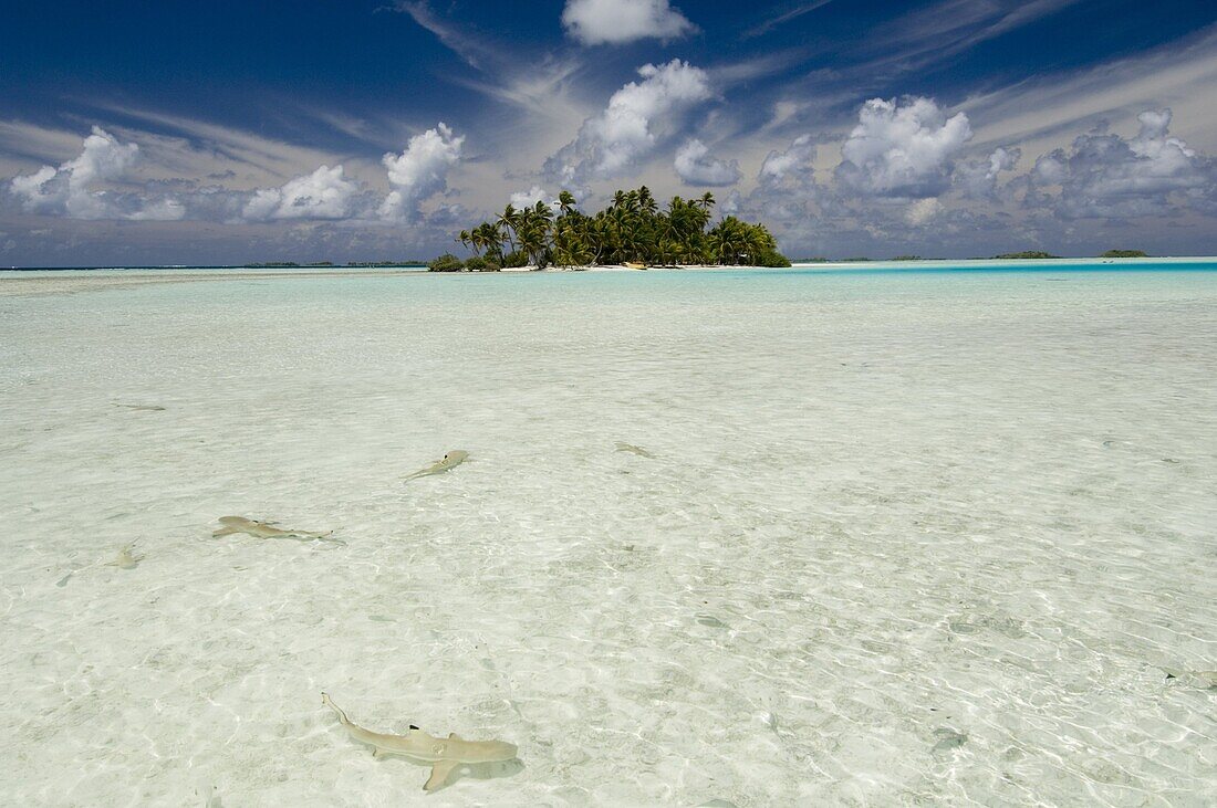 Sharks, Blue Lagoon, Rangiroa, Tuamotu Archipelago, French Polynesia, Pacific Islands, Pacific